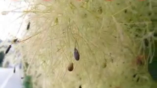 Macro Fujifilm S5800 смотреть онлайн