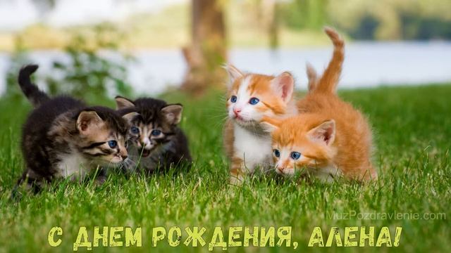 С днем рождения, Алена! смотреть онлайн