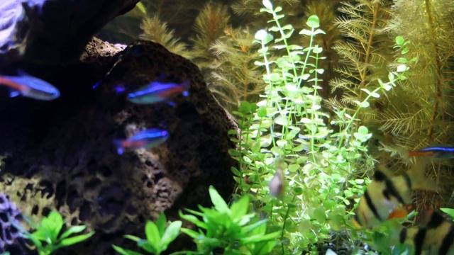 CANON G7x MARK II VIDEO TEST on #AQUARIUM смотреть онлайн
