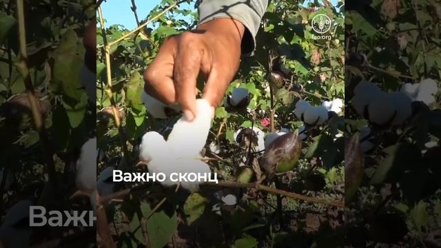 Хлопок, построение лучшего будущего смотреть онлайн