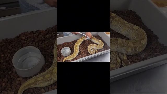 how to ultrasound your ball python for follicles in 4 easy steps! #ballpython #reptile #python смотреть онлайн