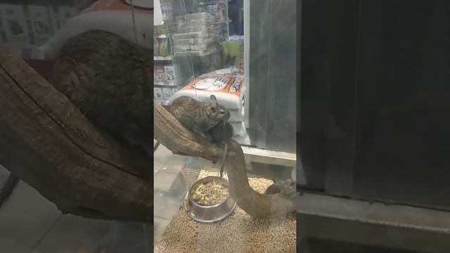 Белочки Дегу. Может купить? смотреть онлайн