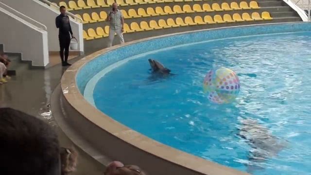 Дельфинарий в Коктебеле 8 августа 2023года! смотреть онлайн