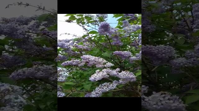 Весна * Сирень цветущая #shorts