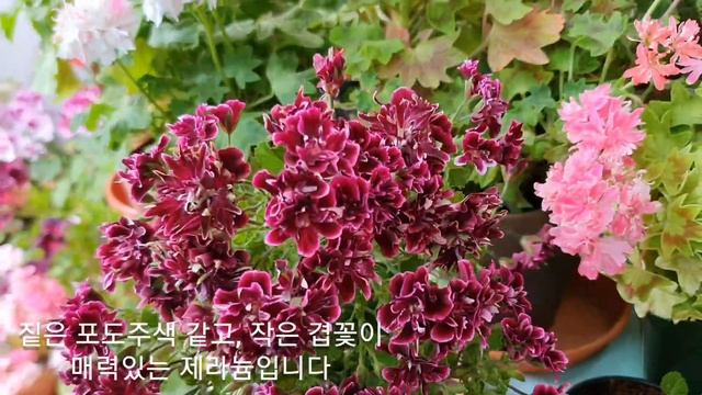 콴탁더블다이먼, 콴탁메이 Pelargonium Quantock Double Diamond. смотреть онлайн