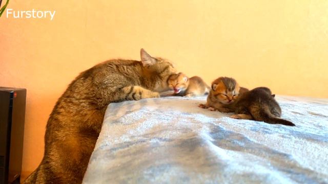 Mommy Cat Carries Kittens to a Safe Place смотреть онлайн