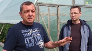 Опыление томата АСкой. Приготовление раствора.