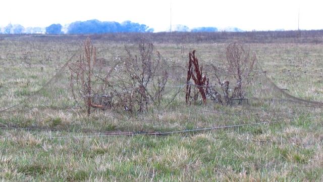 Ловля певчих птиц тайником ,путанкой.Щеглы,Реполовы. смотреть онлайн