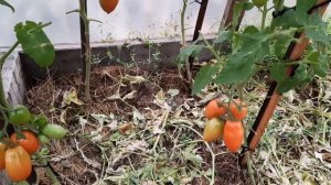 Томат Розовая сосулька начал буреть 26 сентября 2020. Сравнение с томатом Гаванская сигара.