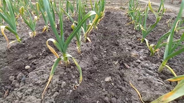 Vlog-137 Подкормка для озимого чеснока, чтобы не желтели кончики листьев. Посадка картофеля. смотреть онлайн