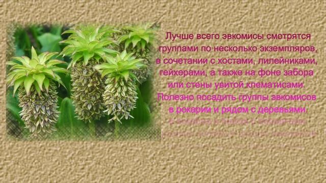 РЕДКИЕ КРАСИВЫЕ ЦВЕТЫ. Эвкомис - ананасная лилия для вашего сада смотреть онлайн