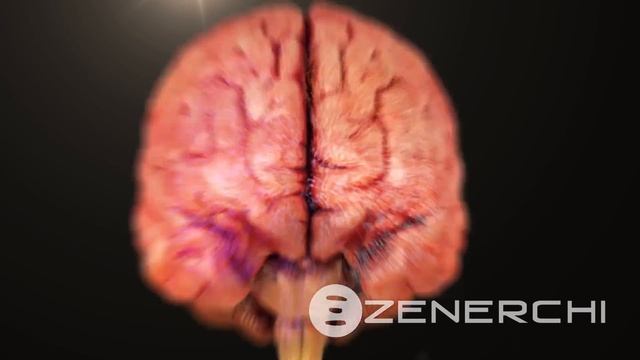 Zenerchi Brain Zoom Draft смотреть онлайн