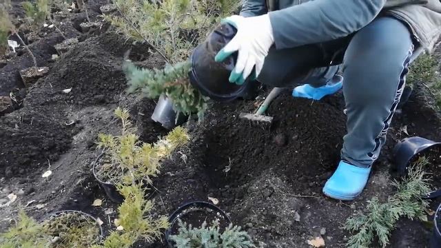 Правильная зимовка МОЖЖЕВЕЛЬНИКА, как прикопать молодые растения расскажет Евгения смотреть онлайн