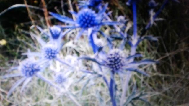 Синеголовник: полезные свойства, противопоказания,лечение. смотреть онлайн