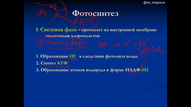 #Фотосинтез. Темновая и световая фаза фотосинтеза. ЕГЭ биология смотреть онлайн