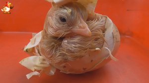 Развитие эмбриона цыпленка в яйце за 21 день и вылупление