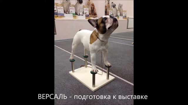 РОЖДЕСТВЕНСКИЙ ТУРНИР - ВОРОНЕЖ- 20 ДЕКАБРЯ 2015- ВЫСТАВКА СОБАК смотреть онлайн