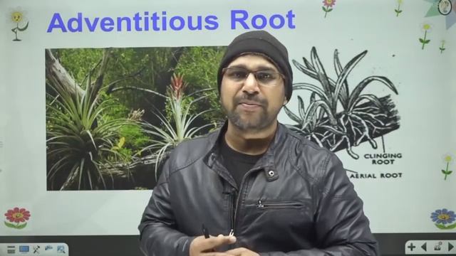 Morphology of Flowering Plants 01 | Root and Stem | Class 11 | Pace Series | NEET смотреть онлайн