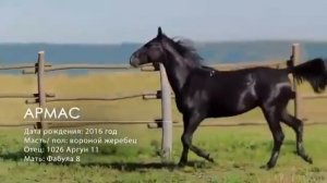 Бибердов Аул, кабардинская лошадь
