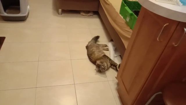 Квин играет с рыбкой смотреть онлайн