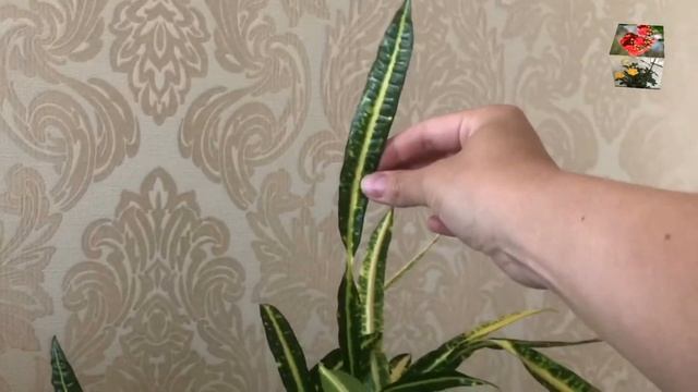 Новый сорт в моей коллекции кротонов - Goldfinger, великовозрастный красавец, который сам ветвится! смотреть онлайн