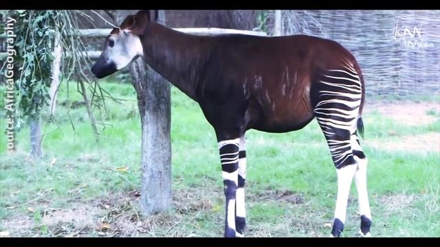 DR Congo Minute: The okapi смотреть онлайн
