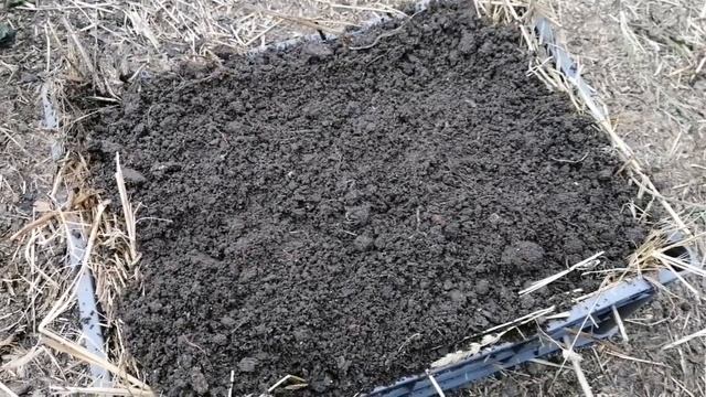 Выращиваем Клубнику В Ящиках И Ведрах часть-1 // Май 2022 г // Клубника Без Химозы смотреть онлайн