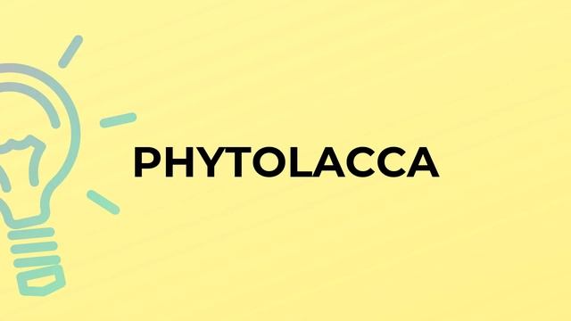 What is the meaning of the word PHYTOLACCA? смотреть онлайн