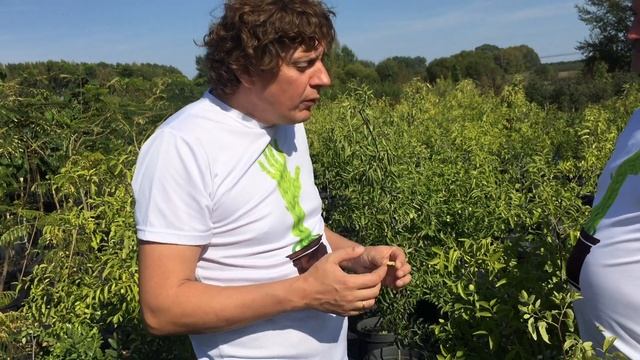 Сорта зизифуса обзор. смотреть онлайн