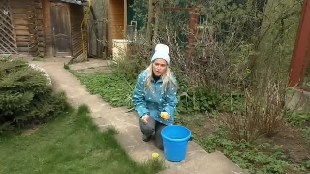 Что нужно сделать с гортензиями прямо сейчас