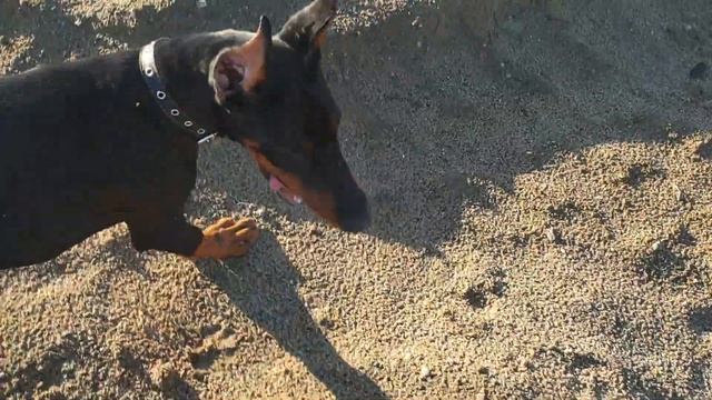 ЦВЕРГПИНЧЕР И ДОБЕРМАН смотреть онлайн