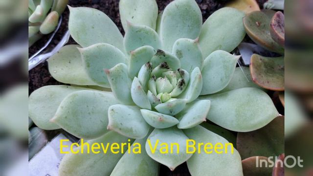Identificação de mais de 50 suculentas novas no quintal +crassula rosa. смотреть онлайн
