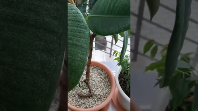 Фикус очнулся смотреть онлайн