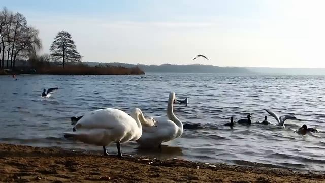 どんだけ雑学 смотреть онлайн