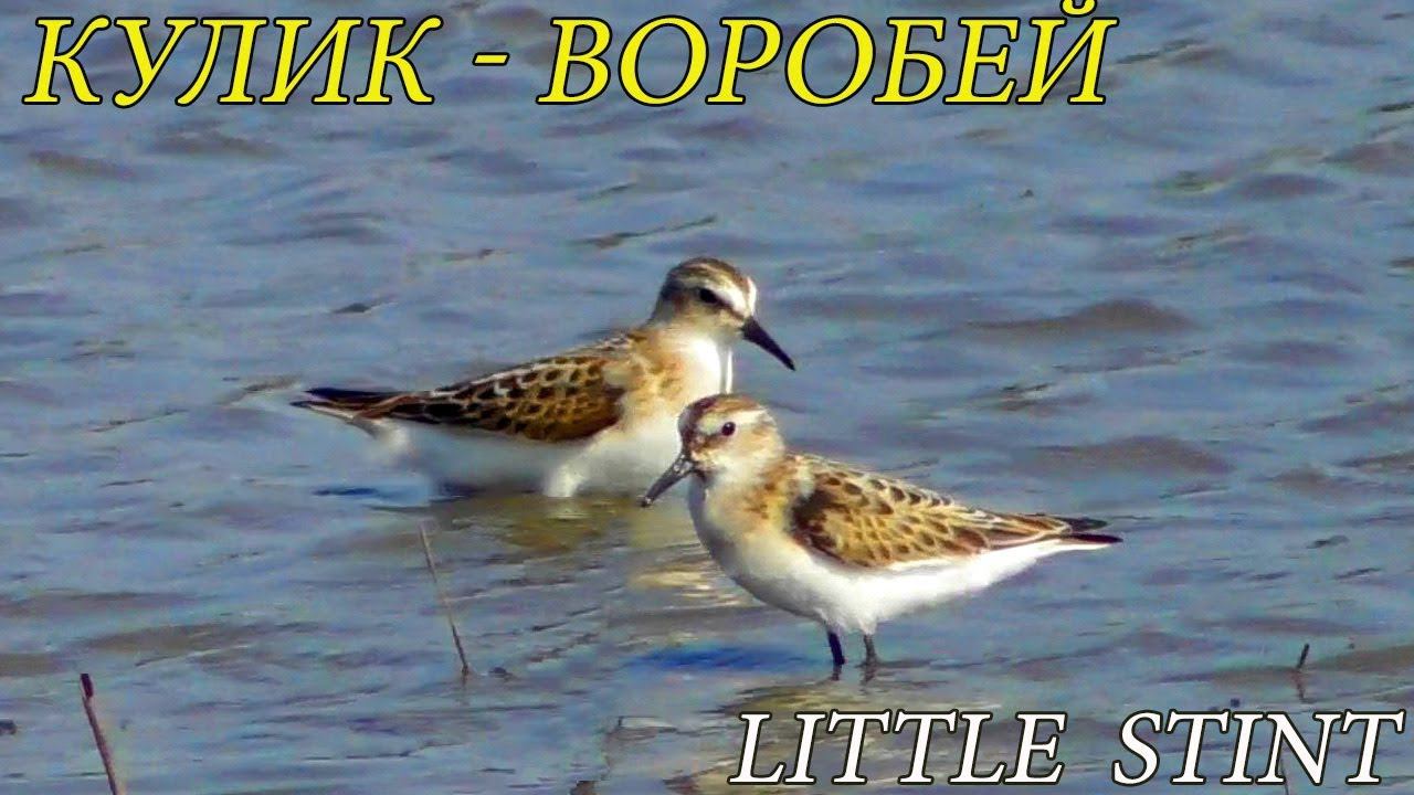 Кулик-Воробей / Little stint / Gambecchio comune смотреть онлайн