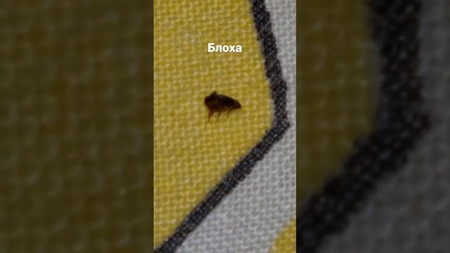 Как выглядит собачья блоха) смотреть онлайн