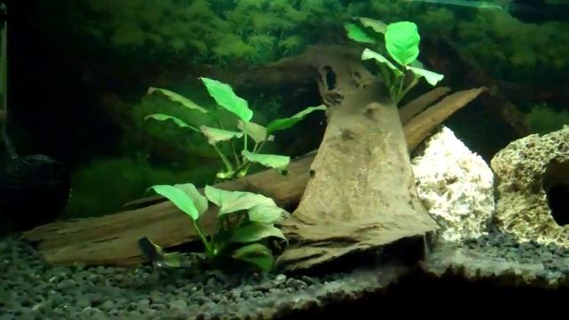 Yellow Tail Acei (HD) смотреть онлайн