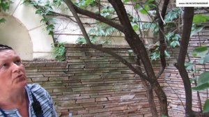 ОБРЕЗКА  СИРЕНИ.  Как ПРАВИЛЬНО и в какое ВРЕМЯ это лучше делать.