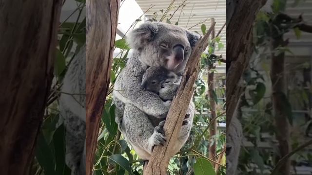 Приколы с Животными про животных 2021 - 2022 свежие и лучшие смотреть онлайн