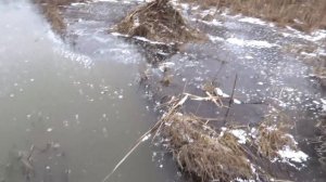 Ловля ондатры мордами.