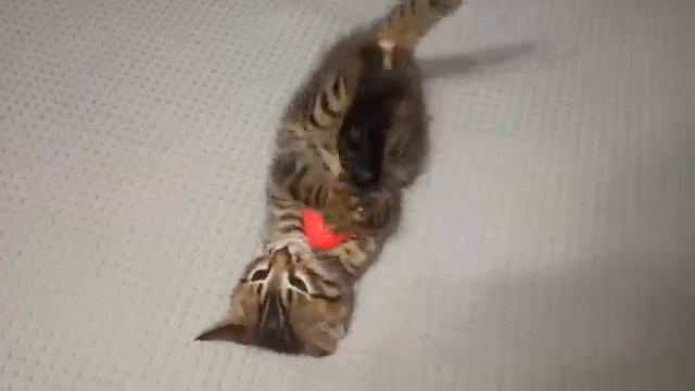 Котейка ТВ. О кошках