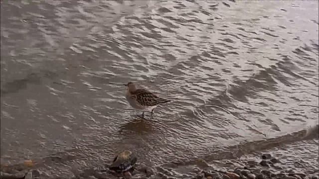 Кулик - воробей. КамГЭС. Устье Гайвы смотреть онлайн