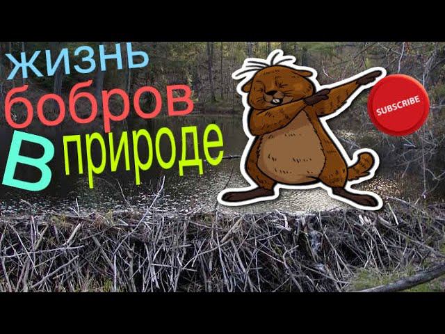 КАК??? Живут БОБРЫ!Бобры- это не только ценный мех.БОБРЫ УГРОЗА ПЛАНЕТЫ! Лангольеры! смотреть онлайн
