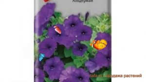 Петуния корневой Альдерман (alderman) ? петуния Альдерман обзор: как сажать семена петунии Альдерма