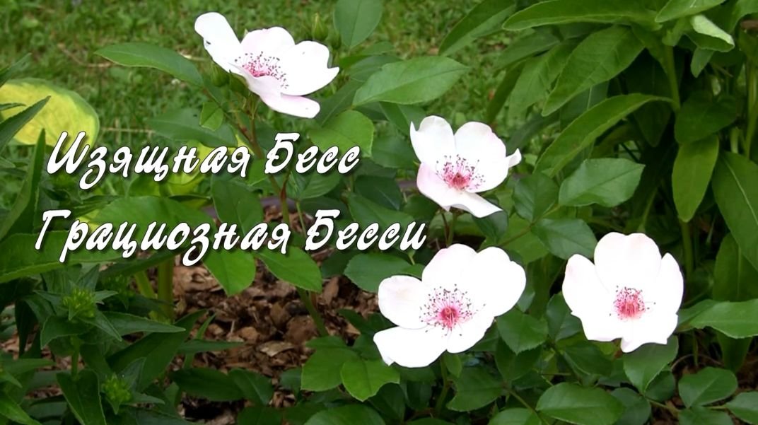 Роза Изящная Бесс, Грациозная Бесси. Дачные картинки 2022. смотреть онлайн