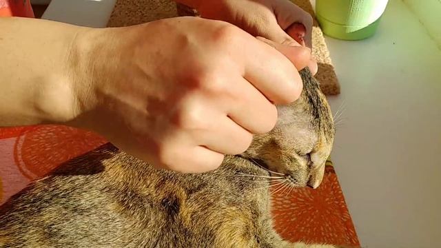 Массаж ушей любимой кошечке смотреть онлайн