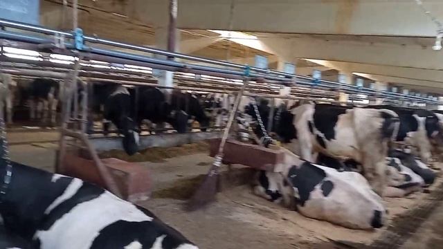 на молочной ферме как чистить под корова корова на что будет ложить смотреть онлайн