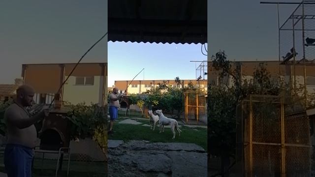 Dogo argentino igra смотреть онлайн