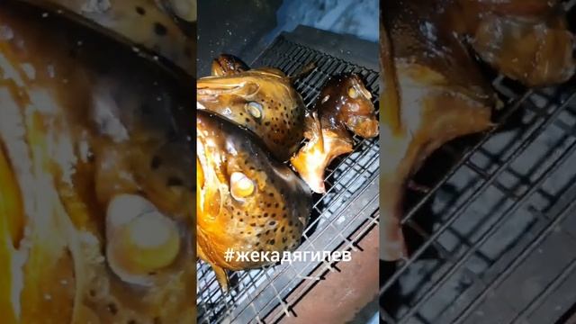 Как приготовить головы сёмги, горячего копчения #жекадягилев смотреть онлайн