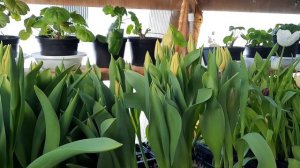 Заканчивается выгонка тюльпанов 2021. Что я делаю с луковицей после выгонки. Какие были проблемы.